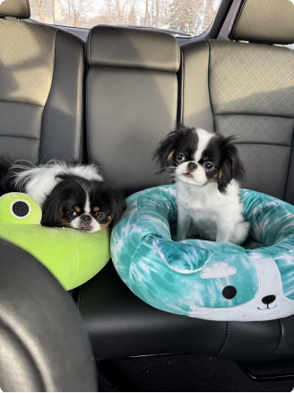 Squishmallows Halver The Corgi Dog Bed