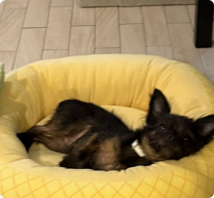 Squishmallows Maui Pineapple Dog Bed