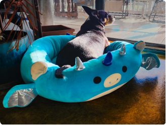 Squishmallows Tatiana The Dragon dog Bed