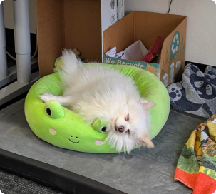 squishmallow frog bed